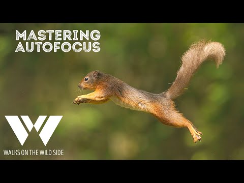 Mastering Autofocus: Proven Tips for Optimal Performance