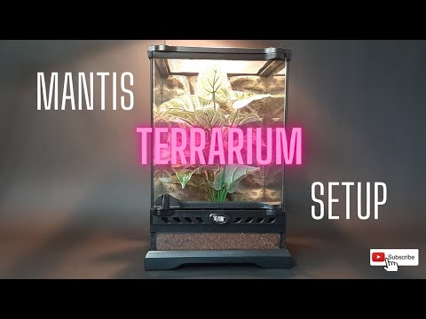 How to setup an orchid mantis terrarium