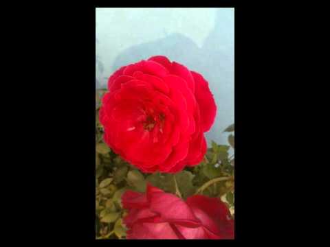 Naudada pallo patti timi hunale