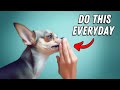 I Wish I Knew These BEFORE Getting A Chihuahua