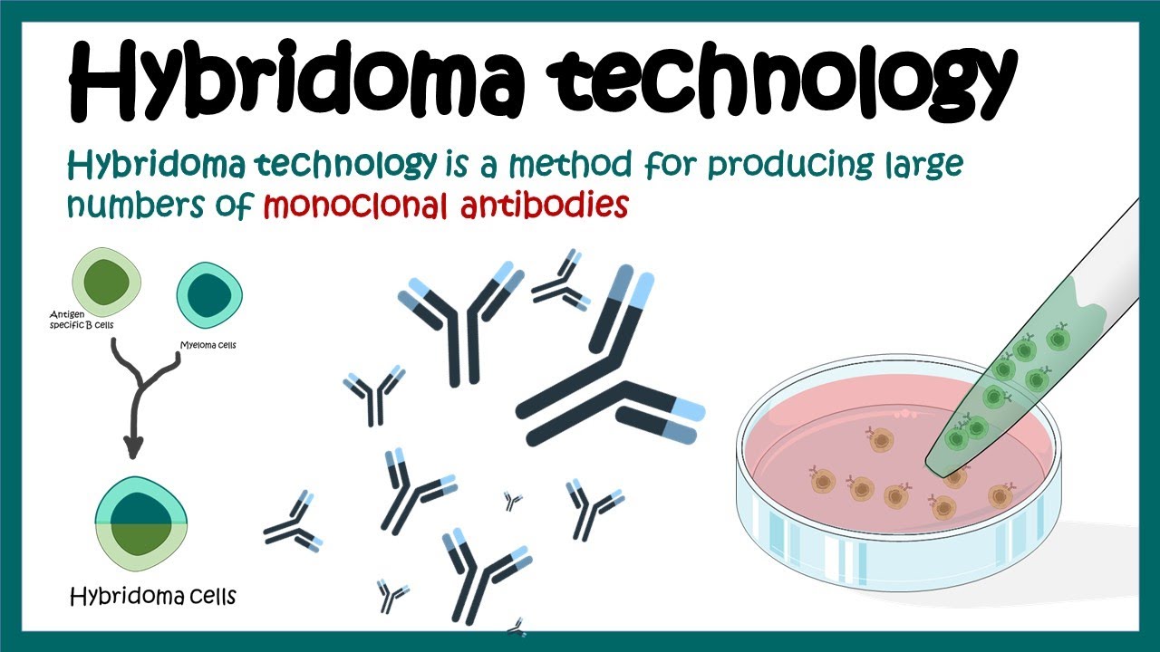 Hybridoma technology | Monoclonal antibody production using hybridoma technology | Animated biology