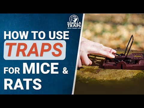 GORILLA TRAPS for rats and mice - Tutorial - "how to use" humane rodent traps today