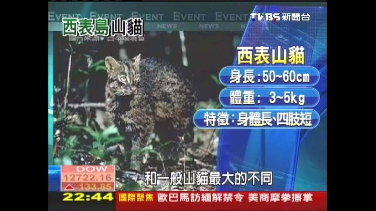【前進石垣島】離島探險趣 西表島看「西表山貓」