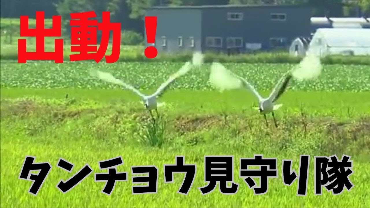 出動！タンチョウ見守り隊