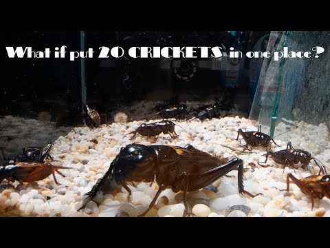 What if put 20 CRICKETS  in one place? TCD Small Insects 4K