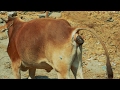 Cow Video Funny Indian Cow Dung Watch How Cow Excrete Dung On Indian Streets Video Gaai Gobar