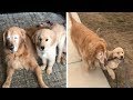 Blind Senior Dog Finds A Puppy Friend To Help Guide Him