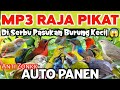 Rajanya Pikat Burcil Paling Ampuh 2024 Semua Burung Kecil Di Bikin Ludes
