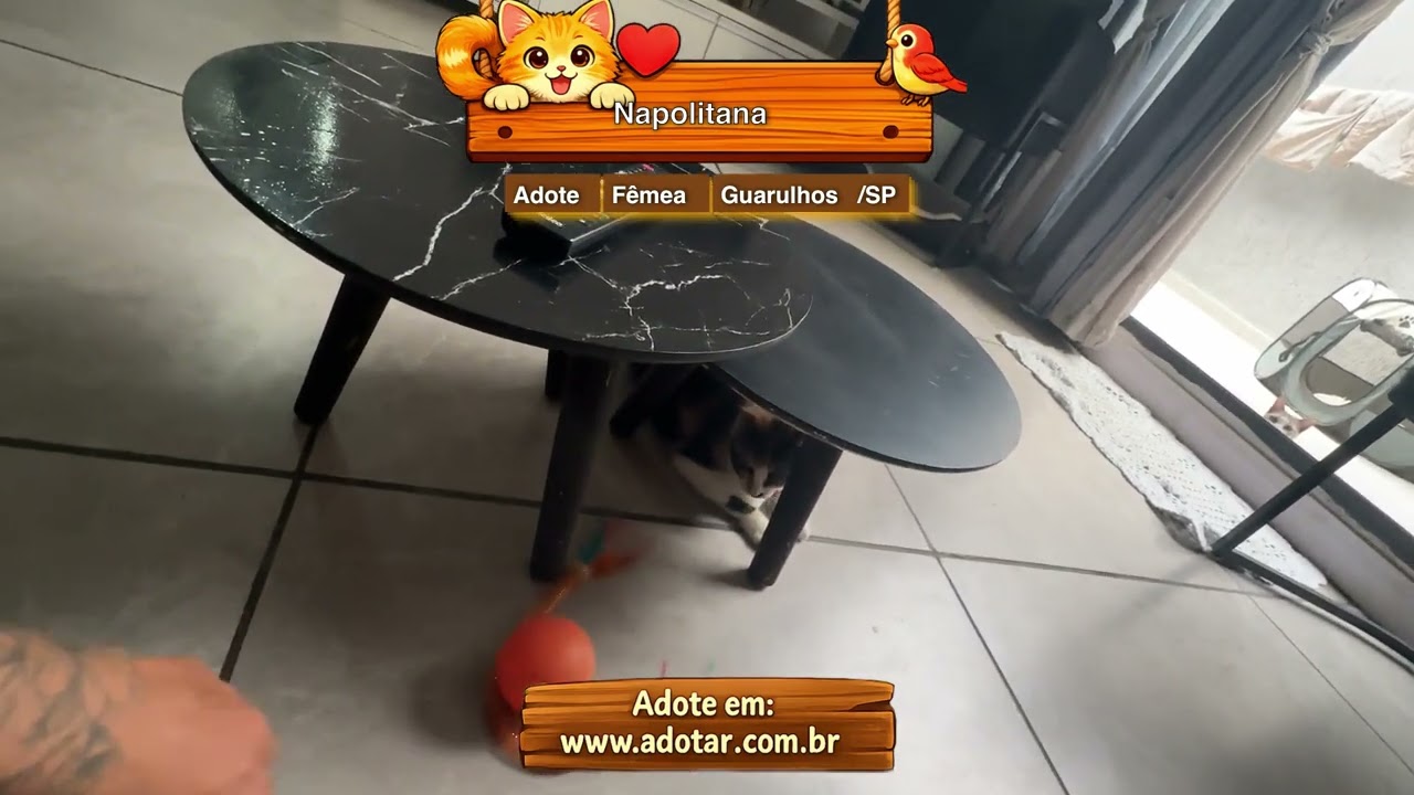 Gato raça SRD-ViraLata idade 2 a 6 meses nome Napolitana 