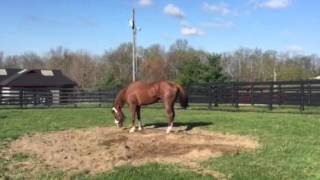 IMG 4360 Chrome Vacation at Taylor Made Farm