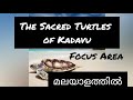 The Sacred Turtles Of Kadavu In Malayalam Plus One Focus Area