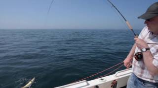 Double hook up - fly fishing for Pollock near the shore