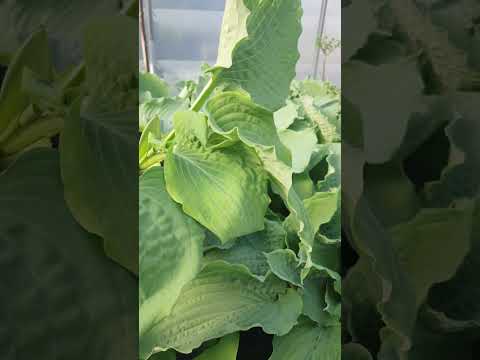 #hosta#funkia#bylinydocienia # www.florapark.com.pl   Hosta Diamond Lake