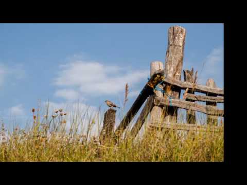 Ecouri Românești - Inimă de putregai (cu Răzvan Rădos)