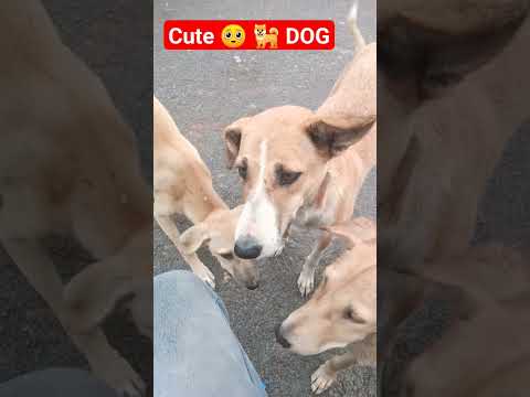 pet lovers 💞💘😍#viral #youtuber #shorts #hashtag #viralvideo