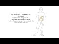 SPLEEN LUO CONNECTING VESSEL SYSTEM