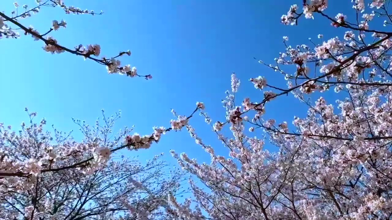 🌸SAKURA🌸 JAPANESE SPRING | HEALING PIANO MUSIC FOR YOU🌸UN MENSAJE DE ESPERANZA A TRAVÉS DEL PIANO🌸