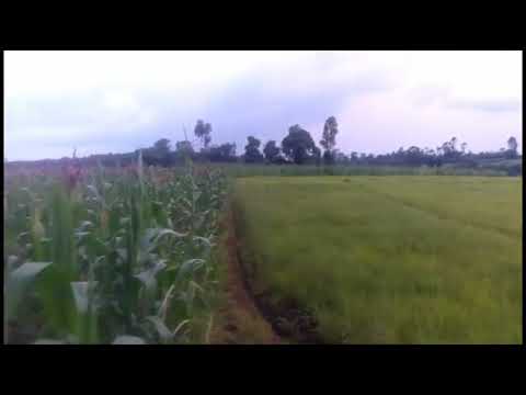 Betelem aklilu music/ ቤተለም አክሊሉ መዚቃ/ethiopan music