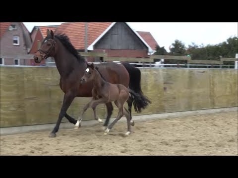 *2019 Stute von Come to Alice - Cöster