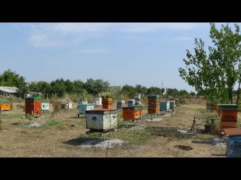 Борьба с осеними вредителями пчелы на пасеке