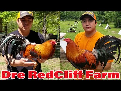 Beautiful Birds Sweater Radio RED CLIFF FARM Adrian Francisco