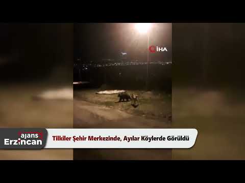 Tilkiler Şehir Merkezinde, Ayılar Köylerde Görüldü