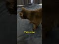 Fruit Bat Cat Needs Therapy Cats Funnycats Catdad