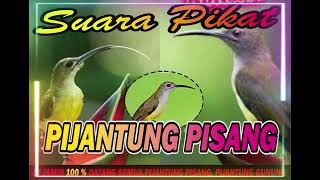 Download lagu SUARA PIKAT PIJANTUNG PISANG PALING AMPUH mp3