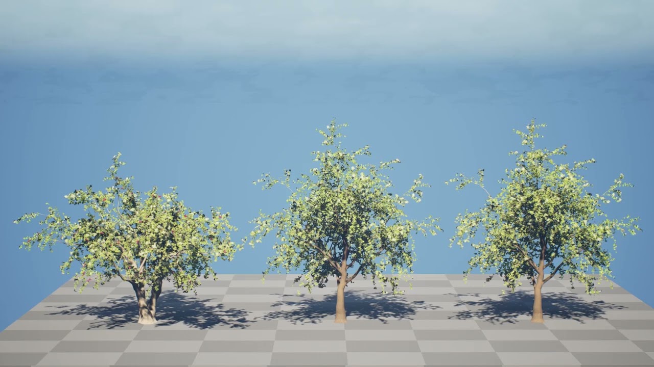 Albero di Sidr arabo con frutti Nabaq Modello 3D