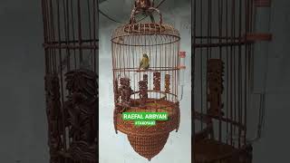 Download lagu (Takoyaki) Pleci Auri / Auriventer / Mata puteh / MP / Ngalas, Belajar nge Longgun mp3