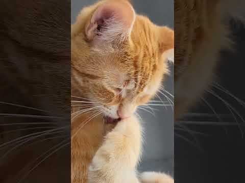 Manju cat cleaning his face. #lofi #music #instrumental #cat #catlover #cutecat