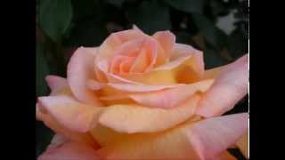 Violets For Your Furs   Matt Dennis