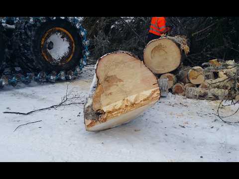 Ison kuusen kaato ym. ---  Tane