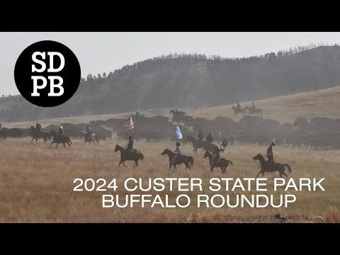 Watch Live: The 2024 Buffalo Roundup