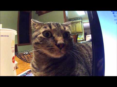 Cats, Jose and more.