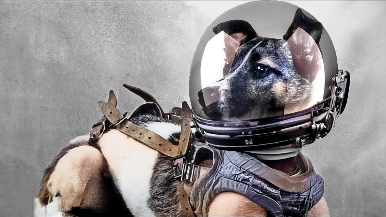 What Happens When Animals Are Sent To Space