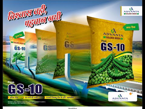 Advanta Golden GS-10 Green Peas Seeds, Medium Tall with Well Spread Lateral Branches