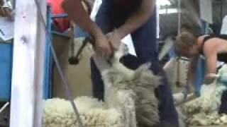 preview picture of video 'Gavin Mutch Sheep Shearing'