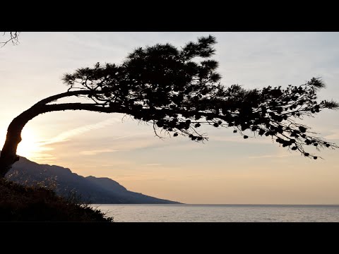 Merge Of Equals - Trees On The Moon *k~kat jazz café* The Smoothjazz Loft