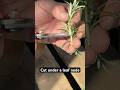 How To Propagate Rosemary