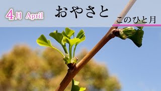 「4月April」「おやさと このひと月」