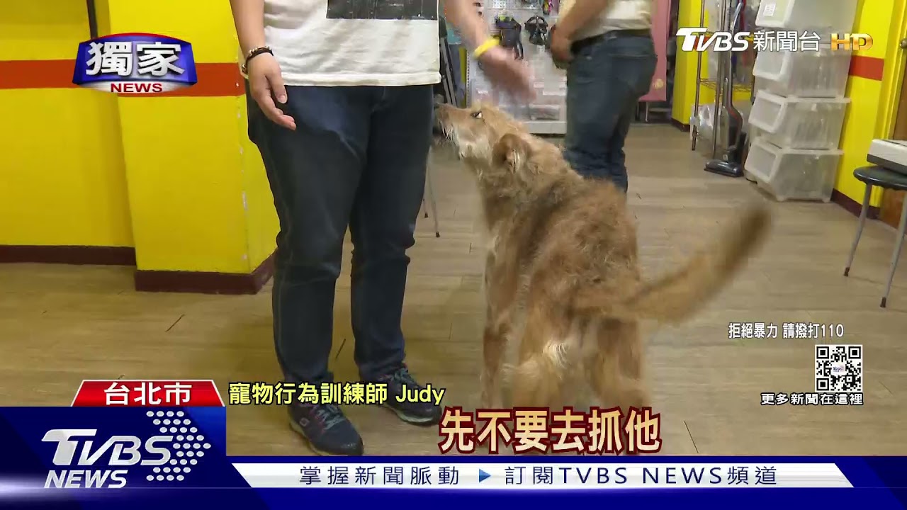 怕狗攻擊還嚇狗!不滿飼主理論竟大街動粗 男遭逮挨告