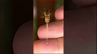 Bee sting - What does a bee sting look like #shorts