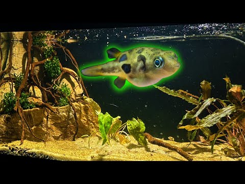 Creating a Pea Puffer Palace In a 20 Gallon Long Aquarium