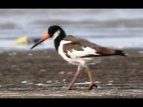 Eurasian Oystercatcher | Wader | Bird Watching | Wildlife Photography | Akshi Beach | Alibaug