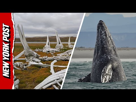 Drone Footage Captures WILD Whale Graveyard in Russia