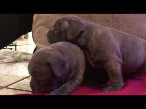 Luna & Azul | Staffordshire Bull Terrier Puppies