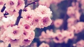Serenade To Spring - Secret Garden (Flute Cover)