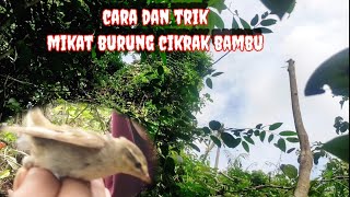 Download lagu mikat burung cikrak bambu mp3
