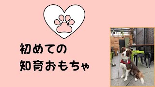 初めての知育おもちゃ（ハッピーペットHappy Pet）#犬知育おもちゃ